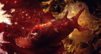 Sea Hare (Aplysia punctata)